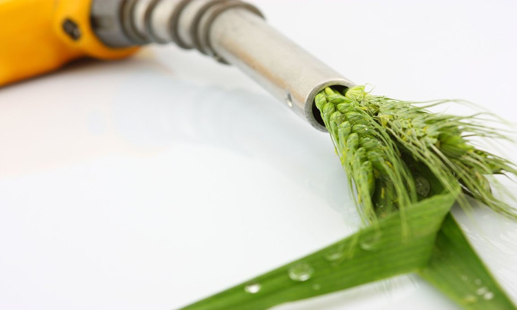 Biocombustibles: qué es el miscanto y para qué se usa en los coches